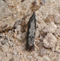 Strepsicrates infensa (an Olethreutine moth) at Tuggeranong Hill - 8 Sep 2020 by Owen