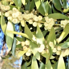 Acacia melanoxylon (Blackwood) at Fitzroy Falls - 8 Sep 2020 by plants