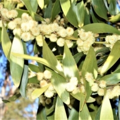 Acacia melanoxylon (Blackwood) at - 7 Sep 2020 by plants