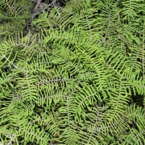 Gleichenia dicarpa at Fitzroy Falls - suppressed