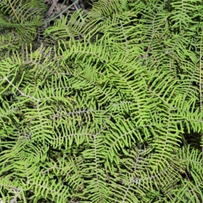 Gleichenia dicarpa (Wiry Coral Fern) at Wingecarribee Local Government Area - 7 Sep 2020 by plants