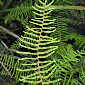 Gleichenia dicarpa at Fitzroy Falls - suppressed