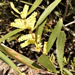 Acacia longifolia subsp. longifolia (Sydney Golden Wattle) at Wildes Meadow, NSW - 7 Sep 2020 by plants