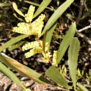 Acacia longifolia subsp. longifolia at Wildes Meadow, NSW - 8 Sep 2020