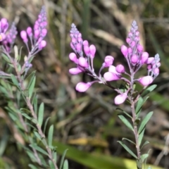 Comesperma ericinum (Heath Milkwort) at Wingecarribee Local Government Area - 8 Sep 2020 by plants