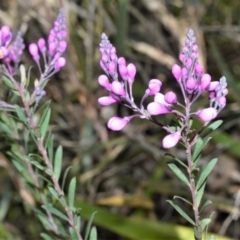 Comesperma ericinum (Heath Milkwort) at Wingecarribee Local Government Area - 7 Sep 2020 by plants