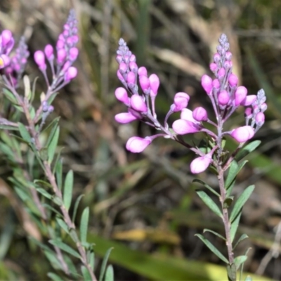 Comesperma ericinum (Heath Milkwort) at Fitzroy Falls - 7 Sep 2020 by plants