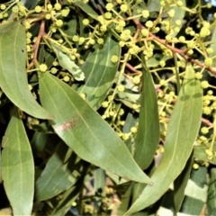 Acacia binervata (Two-veined Hickory) at Fitzroy Falls - 8 Sep 2020 by plants