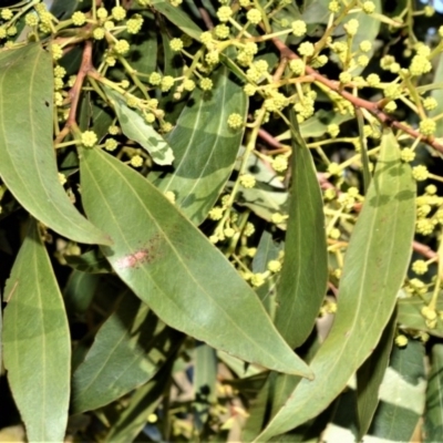 Acacia binervata (Two-veined Hickory) at Fitzroy Falls - 8 Sep 2020 by plants