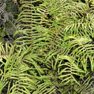 Gleichenia microphylla at Wildes Meadow, NSW - suppressed