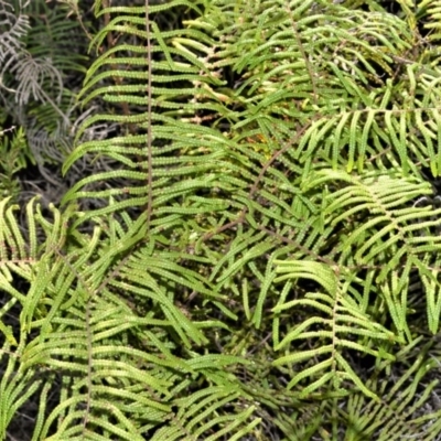 Gleichenia microphylla (Scrambling Coral Fern) at Wingecarribee Local Government Area - 8 Sep 2020 by plants