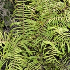 Gleichenia microphylla (Scrambling coral fern) at Wildes Meadow, NSW - 7 Sep 2020 by plants