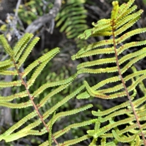 Gleichenia microphylla at Wildes Meadow, NSW - suppressed