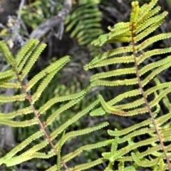 Gleichenia microphylla at Wildes Meadow, NSW - 8 Sep 2020
