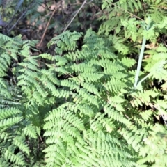 Histiopteris incisa (Bat's-Wing Fern) at Fitzroy Falls - 7 Sep 2020 by plants