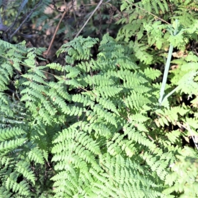 Histiopteris incisa (Bat's-Wing Fern) at Wildes Meadow, NSW - 7 Sep 2020 by plants