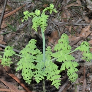 Histiopteris incisa at Wildes Meadow, NSW - suppressed