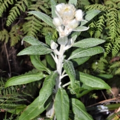 Coronidium elatum subsp. elatum (Tall Everlasting) at Wingecarribee Local Government Area - 7 Sep 2020 by plants
