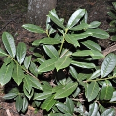 Prunus laurocerasus (Cherry Laurel) at Fitzroy Falls - 7 Sep 2020 by plants