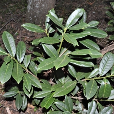 Prunus laurocerasus (Cherry Laurel) at Wingecarribee Local Government Area - 7 Sep 2020 by plants