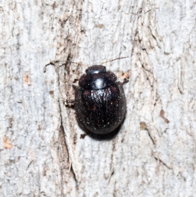 Trachymela sp. (genus) (Brown button beetle) at Macgregor, ACT - 7 Sep 2020 by Roger