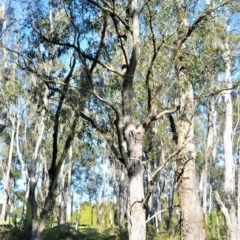 Eucalyptus radiata subsp. radiata (Narrow-leaved Peppermint) at Fitzroy Falls - 8 Sep 2020 by plants