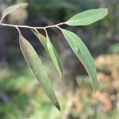 Eucalyptus radiata subsp. radiata at Fitzroy Falls - 8 Sep 2020