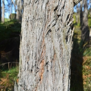 Eucalyptus radiata subsp. radiata at Fitzroy Falls - 8 Sep 2020 02:50 AM