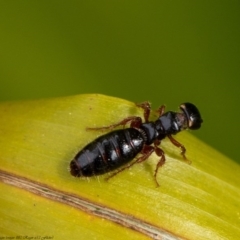 Tiphiidae (family) (Unidentified Smooth flower wasp) at ANBG - 8 Sep 2020 by Roger