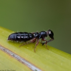 Tiphiidae (family) at Acton, ACT - 8 Sep 2020 11:15 AM