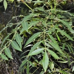 Polyscias sambucifolia subsp. Long leaflets (P.G.Neish 208) Vic. Herbarium at Fitzroy Falls - 7 Sep 2020 by plants