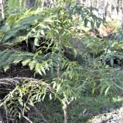 Polyscias sambucifolia subsp. Long leaflets (P.G.Neish 208) Vic. Herbarium at Wildes Meadow, NSW - 8 Sep 2020