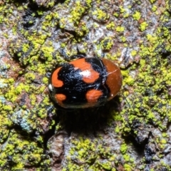 Ditropidus pulchellus (Leaf beetle) at ANBG - 8 Sep 2020 by Roger