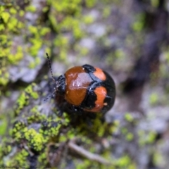 Ditropidus pulchellus at Acton, ACT - 8 Sep 2020