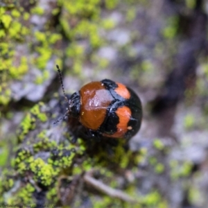 Ditropidus pulchellus at Acton, ACT - 8 Sep 2020