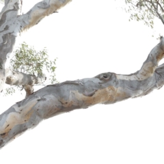 Callocephalon fimbriatum (Gang-gang Cockatoo) at Bruce Ridge - 7 Sep 2020 by ConBoekel