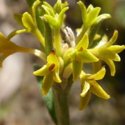 Pimelea curviflora var. sericea (Curved Riceflower) at Gungaderra Grasslands - 7 Sep 2020 by Dibble