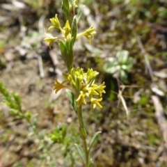 Pimelea curviflora var. sericea at Kaleen, ACT - 7 Sep 2020