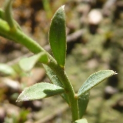 Pimelea curviflora var. sericea at Kaleen, ACT - 7 Sep 2020