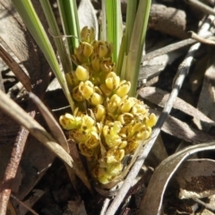 Lomandra bracteata (Small Matrush) at Gungaderra Grasslands - 7 Sep 2020 by Dibble