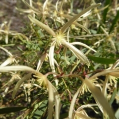 Clematis leptophylla (Small-leaf Clematis, Old Man's Beard) at Kaleen, ACT - 7 Sep 2020 by Dibble