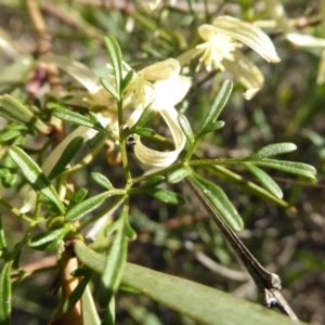Clematis leptophylla at Kaleen, ACT - 7 Sep 2020