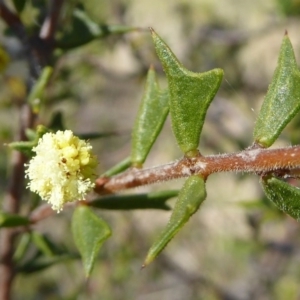 Acacia gunnii at Crace, ACT - 7 Sep 2020 02:05 PM