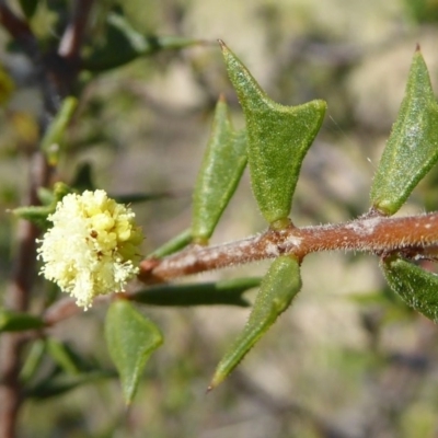 Acacia gunnii (Ploughshare Wattle) at Gungaderra Grasslands - 7 Sep 2020 by Dibble