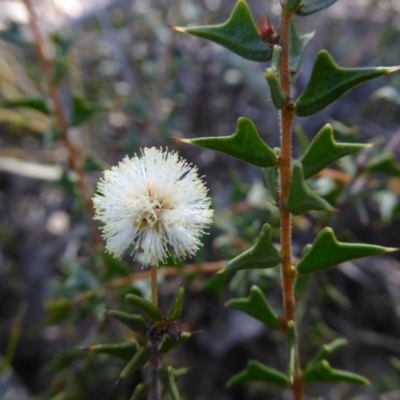 Acacia gunnii (Ploughshare Wattle) at Gungaderra Grasslands - 7 Sep 2020 by Dibble