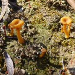 Lichenomphalia chromacea (Yellow Navel) at Kaleen, ACT - 7 Sep 2020 by Dibble