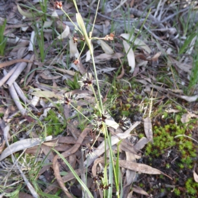 Luzula meridionalis (Common Woodrush) at Kaleen, ACT - 7 Sep 2020 by Dibble