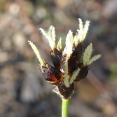 Luzula meridionalis (Common Woodrush) at Gungaderra Grasslands - 7 Sep 2020 by Dibble