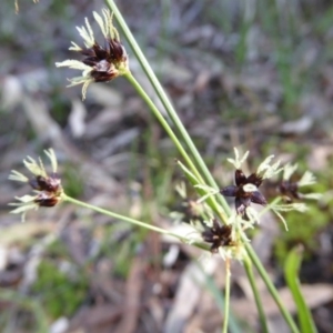 Luzula meridionalis at Kaleen, ACT - 7 Sep 2020