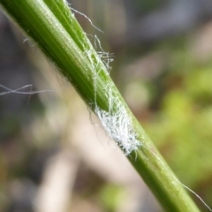 Luzula meridionalis at Kaleen, ACT - 7 Sep 2020